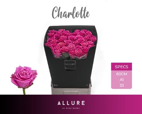 Rosa grootbloemig Tantau’s Charlotte