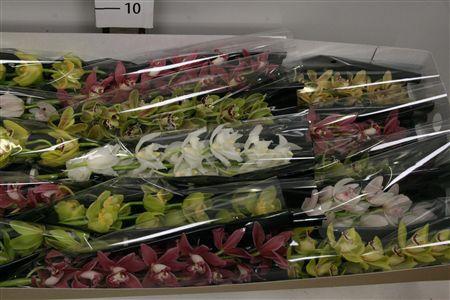 Cymbidium mini per tak gemengd