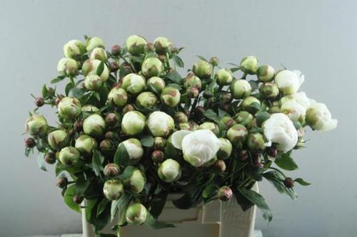 Paeonia Lactiflora Grp 'Bowl of Cream'