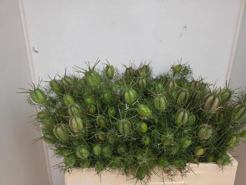 Nigella damascena (zaaddozen) per bos