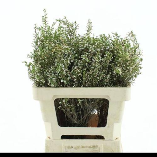 Erica corifolia