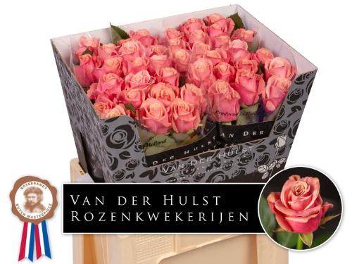 Rosa grootbloemig Adele