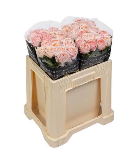 Rosa grootbloemig Très Jolie