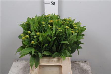 Helenium 'Kanaria'