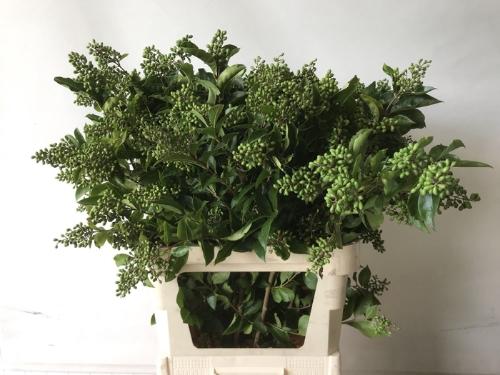 Ligustrum ovalifolium 'Winter Jewel'