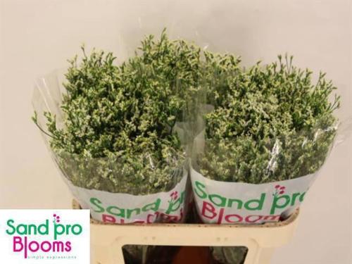 Limonium sinensis Cool Diamond