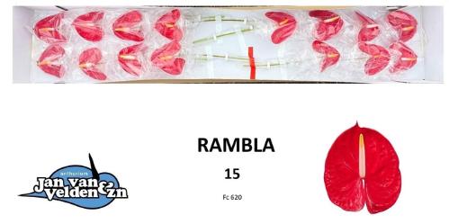 Anthurium (Andreanum Grp) Rambla