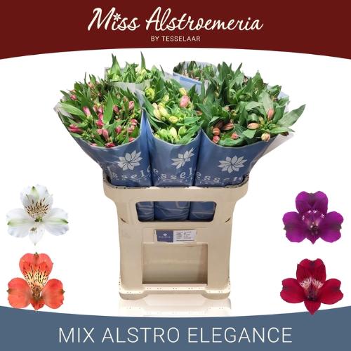 Alstoemeria gemengd in fust