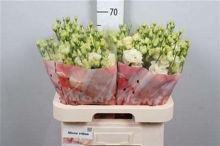 Eustoma russellianum gevuldbloemig 'Alissa Yellow'