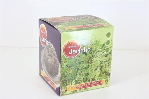 Decoratiegroen overig