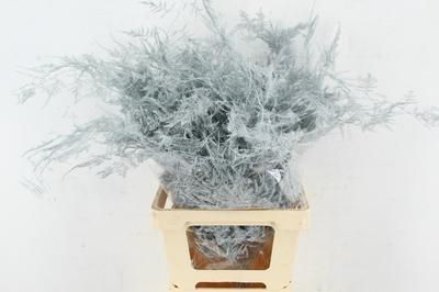 Asparagus overig kleurbehandeld H%