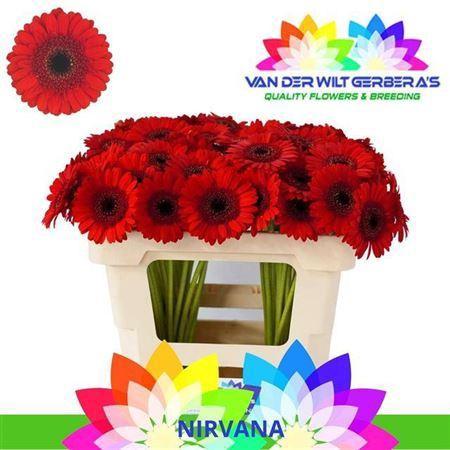 Gerbera mini Nirvana