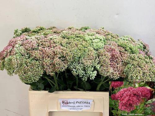 Sedum spectabile