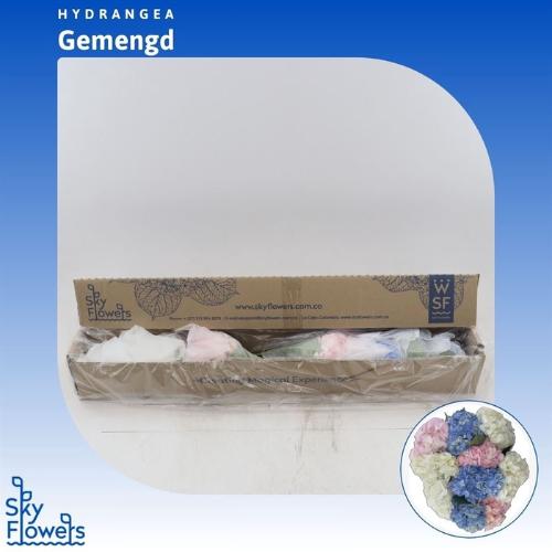 Hydrangea gemengd