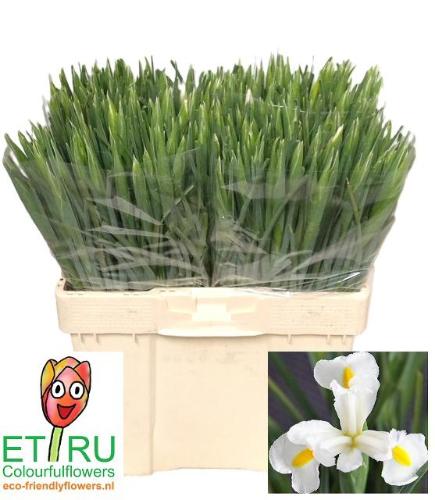 Iris (Hollandse Iris Grp) 'White Magic'