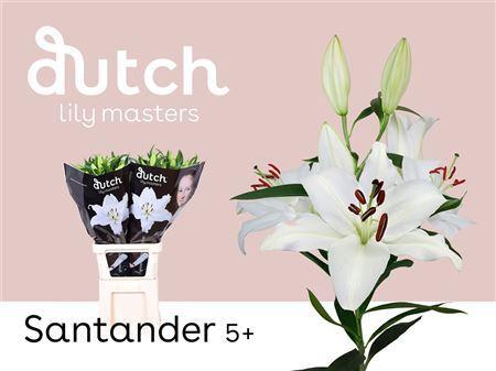 Lilium Oriental Grp 'Santander'