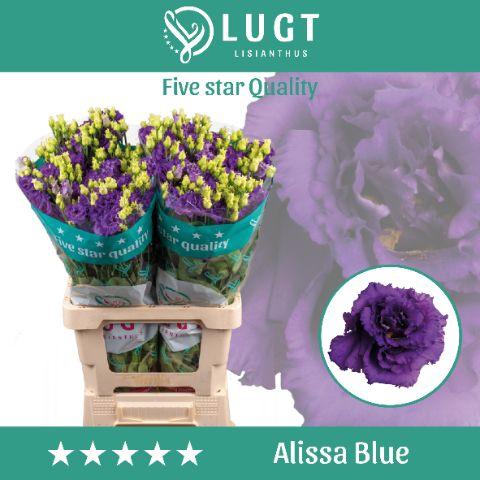 Eustoma russellianum gevuldbloemig 'Alissa Blue'