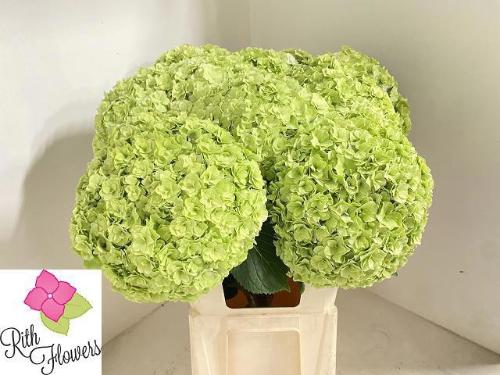 Hydrangea macrophylla Royal Highness (classic)