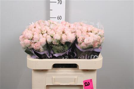 Rosa tros Bombastic