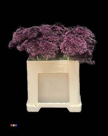 Sedum spectabile kleurbehandeld H%