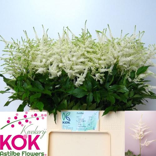 Astilbe Japonica Grp 'Whasingthon'