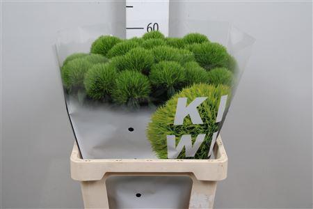 Dianthus barbatus Kiwi Mellow