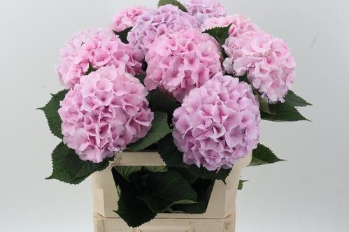 Hydrangea macrophylla Royal Impressive