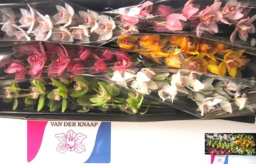 Cymbidium grootbloemig per tak gemengd
