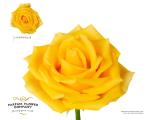 91f081f2-cad4-44f1-a6e8-27e2aa1ef9e3.jpg