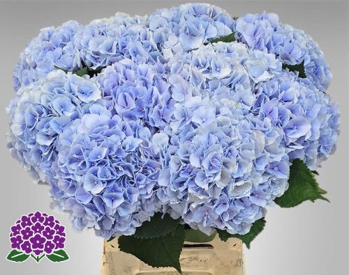 Hydrangea macrophylla 'Verena' (blauw)