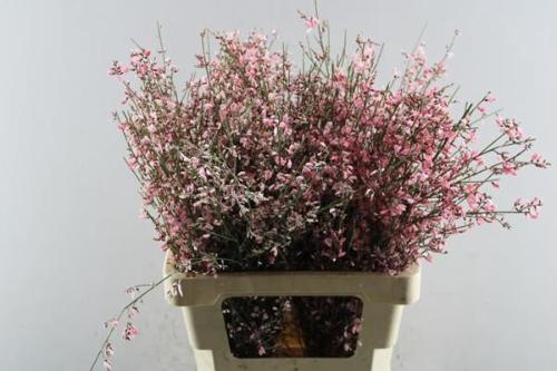 Genista kleurbehandeld H%