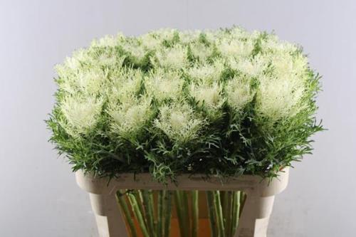 Brassica oleracea 'Crane Feather Pure White'