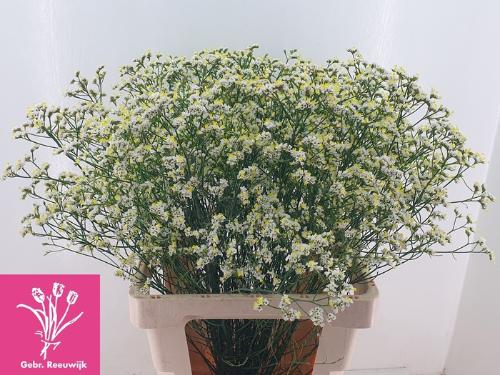 Limonium sinense Bright Diamond