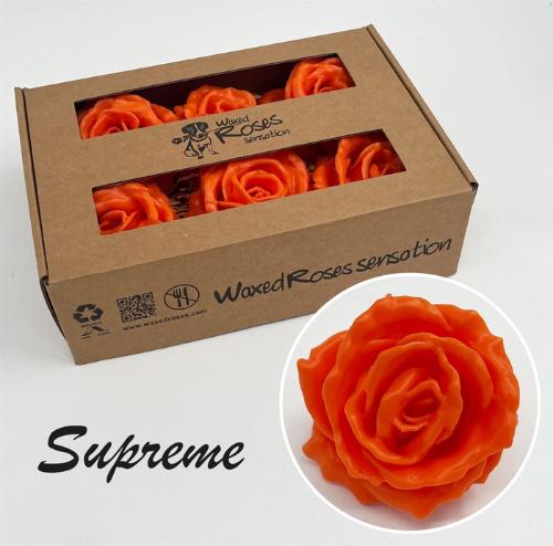 Rosa grootbloemig gewaxt H%