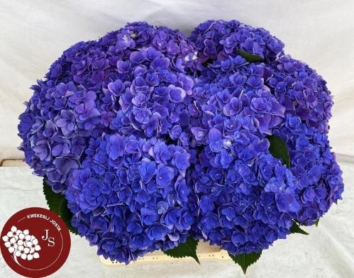 Hydrangea macrophylla Royal Kiss