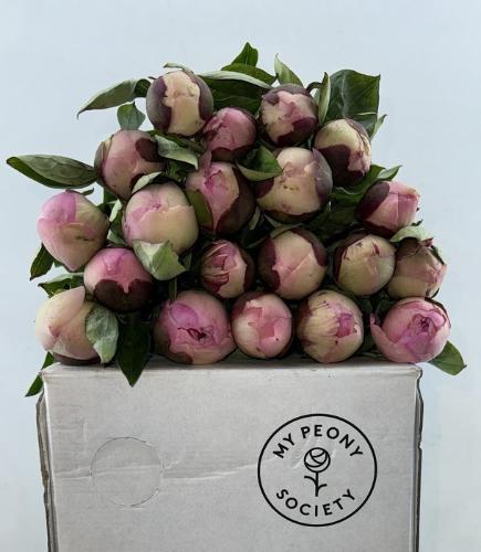 Paeonia Lactiflora Grp 'Angel Cheeks'