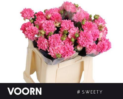 Rosa tros #Sweety