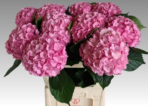Hydrangea macrophylla 'Adora'