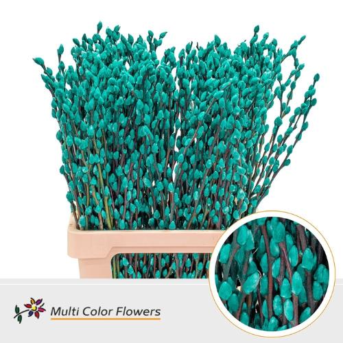 Salix caprea 'Snow Flake' kleurbehandeld H%