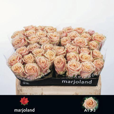 Rosa grootbloemig Bellini!