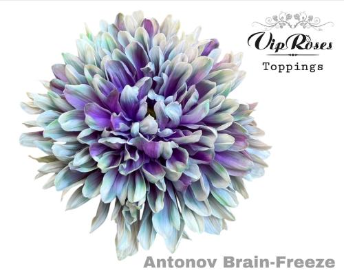 Chrysanthemum (Indicum Grp) geplozen Antonov kleurbehandeld H%