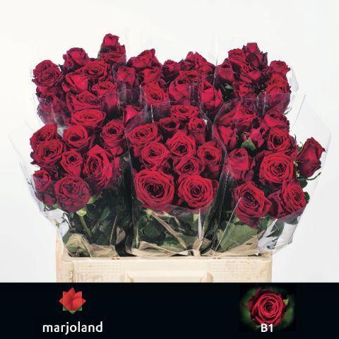 Rosa grootbloemig Red Naomi!