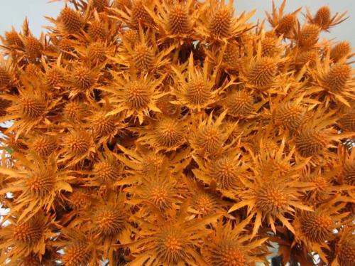 Eryngium planum kleurbehandeld H%