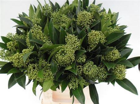 Skimmia per bos confusa 'Kew Green'