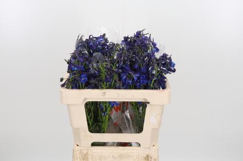 Delphinium Belladonna Grp enkelbloemig Donna