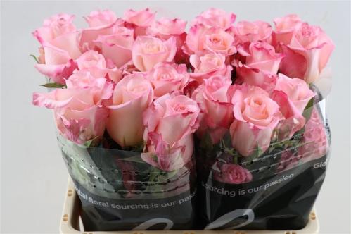 Rosa grootbloemig Rhoslyn