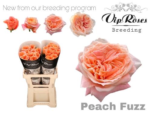 Rosa grootbloemig Peach Fuzz