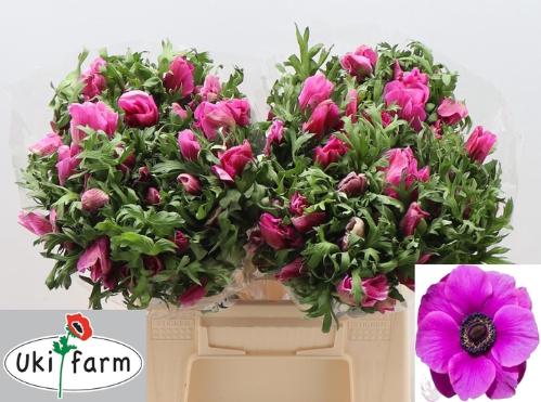 Anemone coronaria 'Galil Purper'