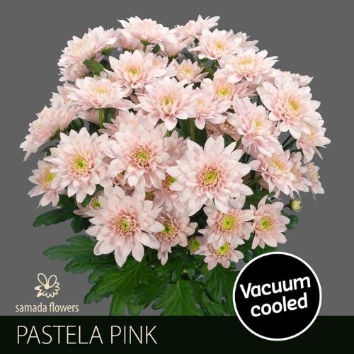 Chrysanthemum (Indicum Grp) tros Pastela Blush