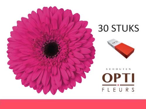 Gerbera grootbloemig 'Madeira'